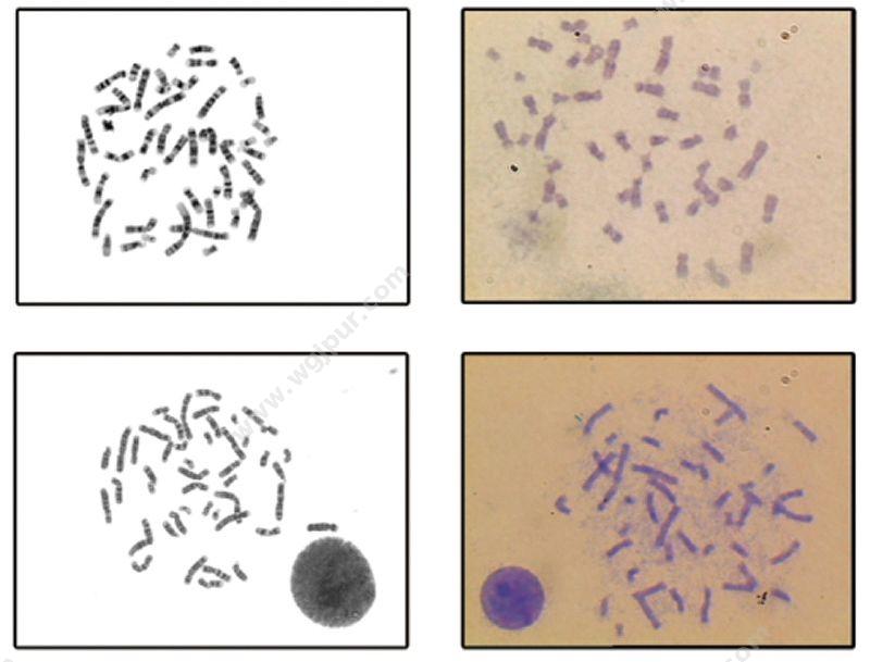 信达 XINDA 医学影像工作站 XD-6000X（精子质量检测系统） 精子分析仪